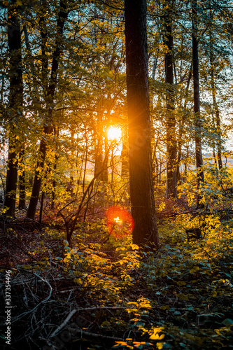 Golden sunset light in the spring nature forest. Beautifulk calm nature view. Germany photo