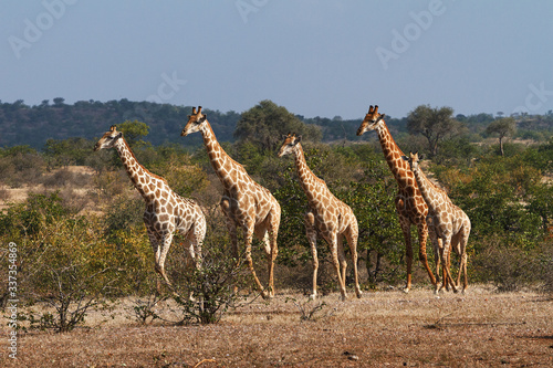 Photography group of giraffes