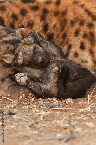 hyena cubs