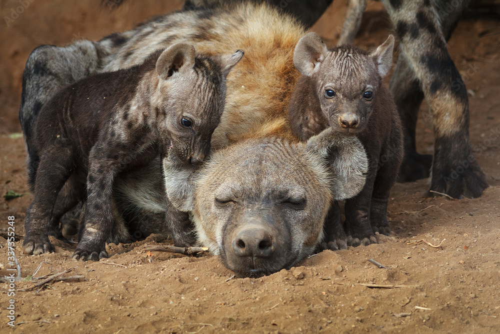 hyena cubs