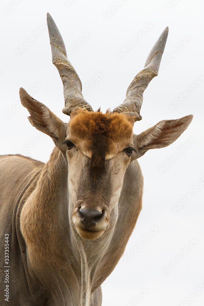 close up of eland bull