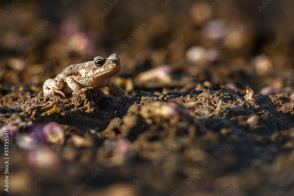 Obraz premium frog on the ground