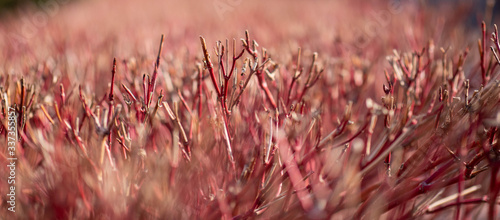 grass in the wind