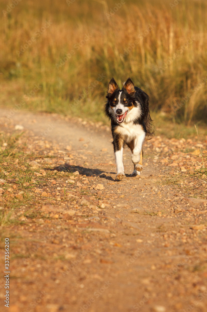 border collie dog running on trail