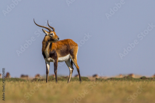 black lechwe in grassland