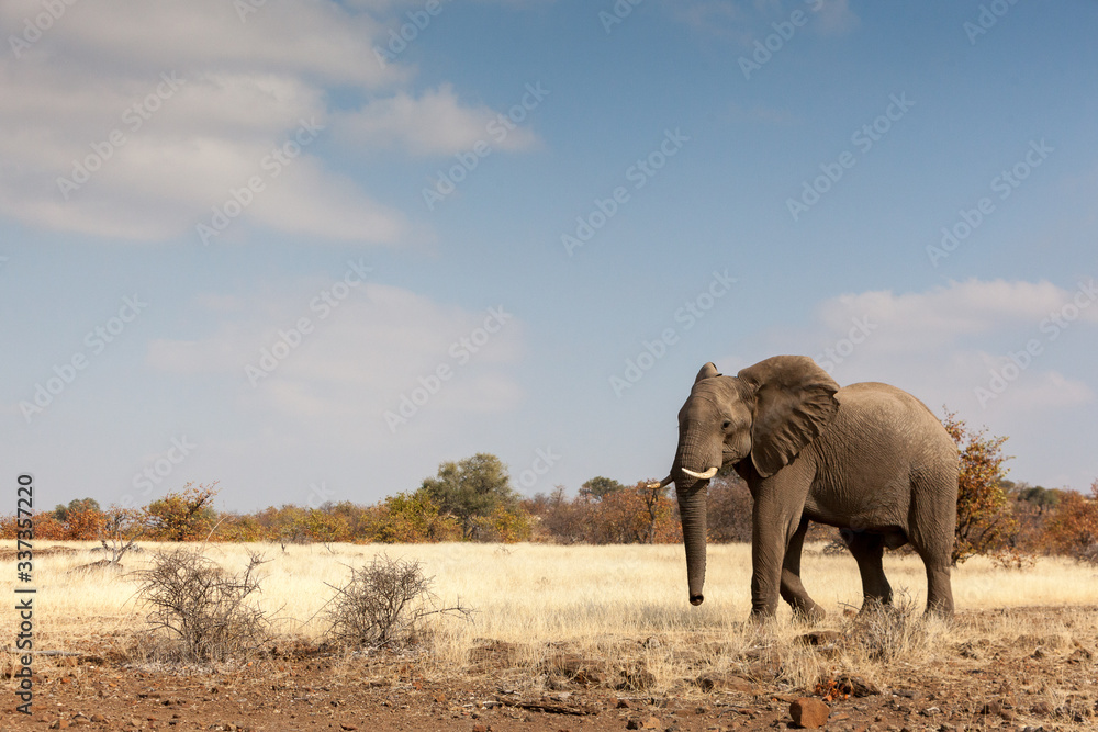 Fototapeta premium elephant walking in grassland