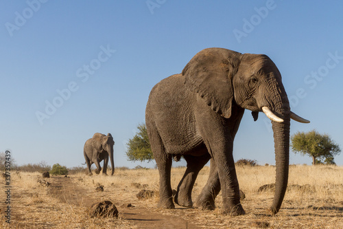 Canvas Print elephant walking in grassland