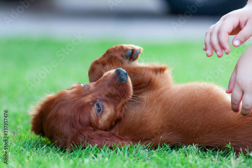 Cuadro en lienzo red dog Irish setter  plays whit a kid