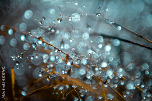 Close up detail of morning water drops on a grass in the nature mountains. Oderteich, National Park Harz Mountain in Germany, Europe