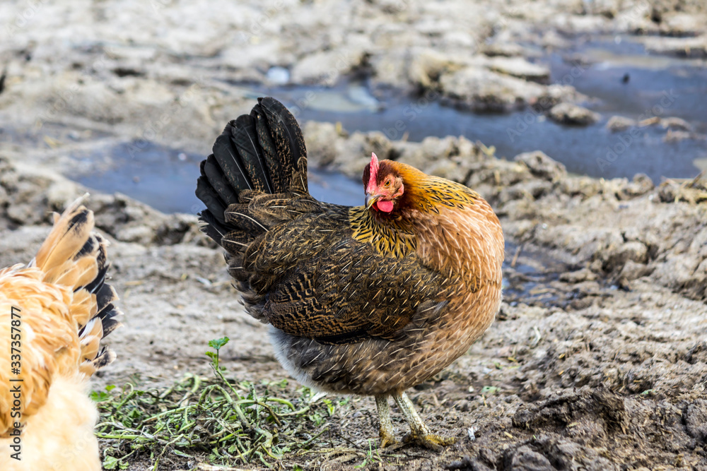 Naklejka premium A brown hen with a black tail is looking for food in the courtyard of the chicken coop. Close up. A site about pets, farms, agriculture, birds.