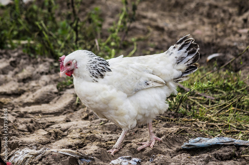 White hen is looking for food in the courtyard of the chicken coop. Livestock farm. Close up. A site about pets, farms, agriculture, birds .