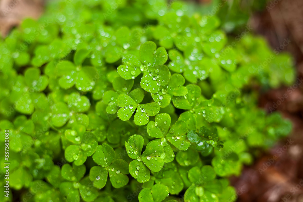 Three leaf clover with dew, rain drops after a rainy day. St. Patricks Day. Three leaf clover with dew, rain drops after a rainy day. St. Patricks Day.