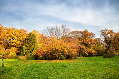 Autumn landscape. Golden trees shine on bright green grass against a blue sky .
