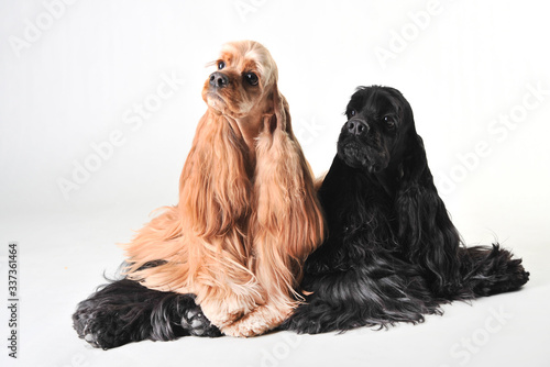 Fotografi Two cute american cocker spaniels in the studio on a white background