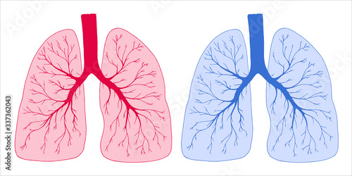 Vector illustration. Lungs of healthy and sick people isolated on white. Respiratory system. Human organ. Hand drawn clipart.