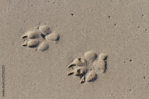 dog paw prints in beach sand