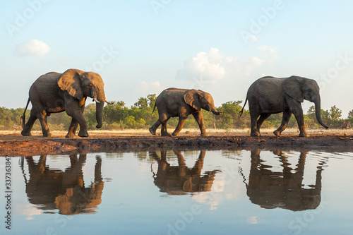 Herd of elephants reflected in waterhole in Botswana