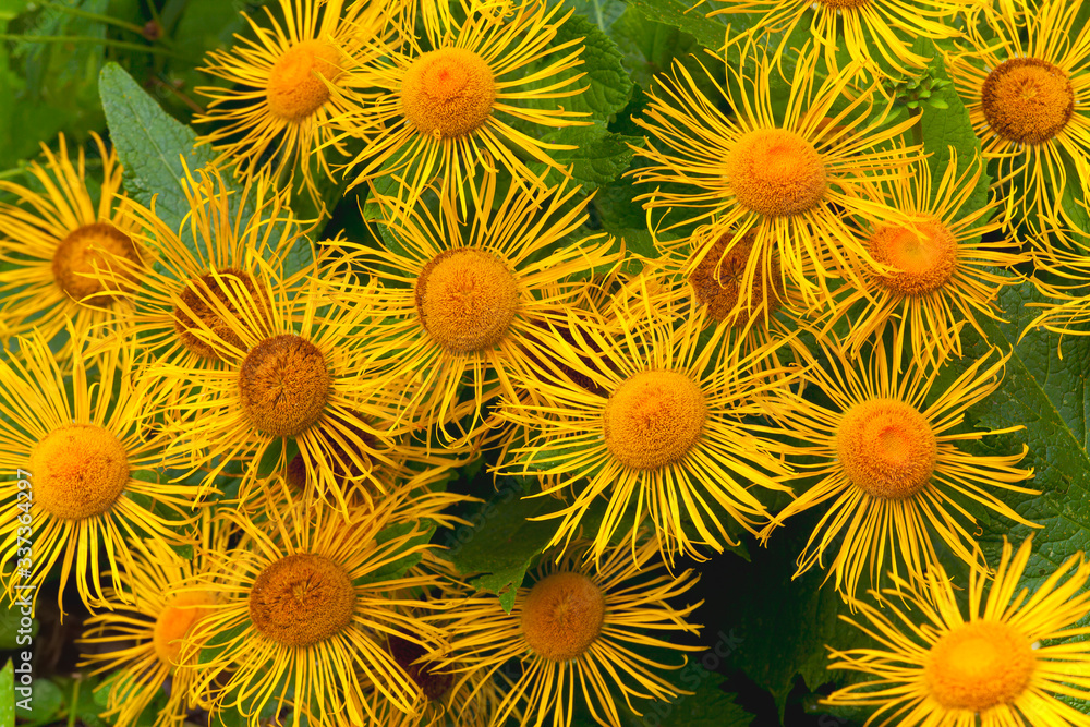 flowering bush of plants elecampane with beautiful yellow flowers flowering bush of plants elecampane with beautiful yellow flowers