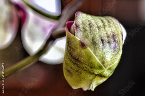 orchid macro shoot in hdr with pentax k3 and  smc PENTAX-D FA MACRO 100mmF2.8 WR
