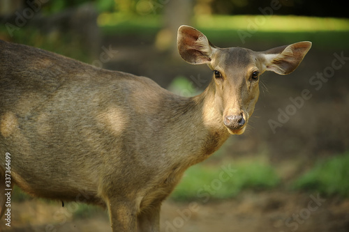 Barasingha, Swamp deer, Rucervus duvaucelii, Endangered