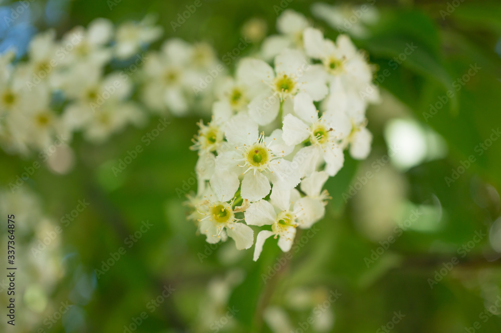 Blooming bird cherry on a background of foliage. Prunus padus. Blooming bird cherry on a background of foliage. Prunus padus.