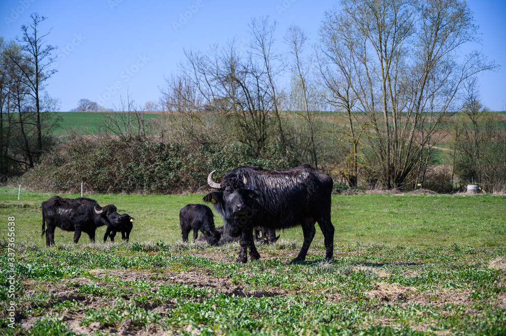 water buffalo on a pasture