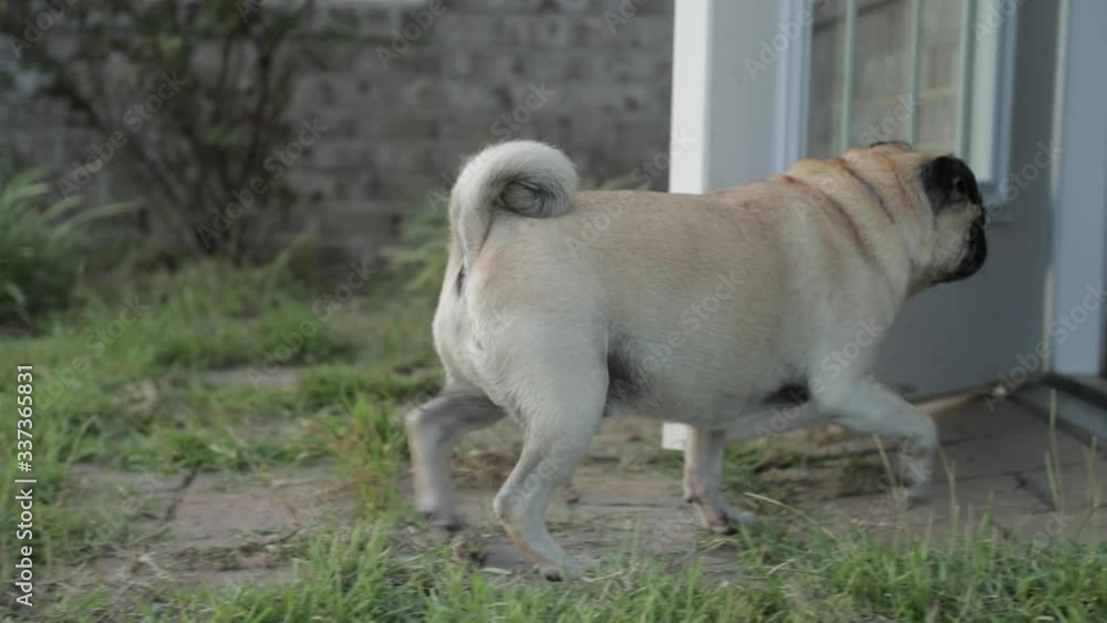 Pug dog walking inside door to house slow motion Pug dog walking inside door to house slow motion