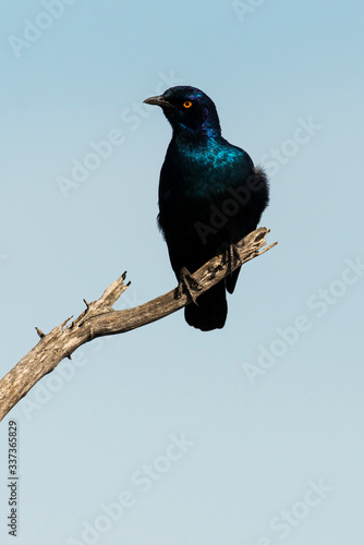 Choucador à oreillons bleus,.Lamprotornis chalybaeus, Greater Blue eared Starling