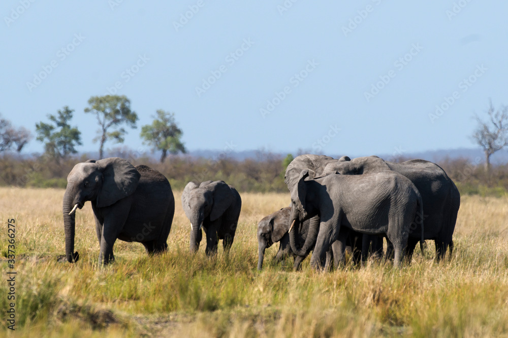 Eléphant d'Afrique, Loxodonta africana, Parc national Kruger, Afrique du Sud Eléphant d'Afrique, Loxodonta africana, Parc national Kruger, Afrique du Sud