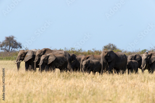 Eléphant d'Afrique, Loxodonta africana, Parc national Kruger, Afrique du Sud © JAG IMAGES