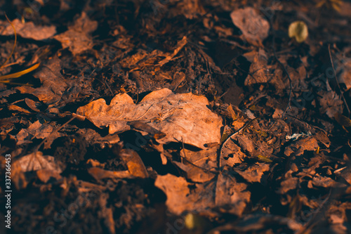 An oak leaf on the ground in a garden or forest. Wallpaper. Close-up. The front and back backgrounds are blurred