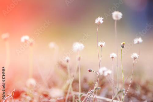 grass flower natural color background © ducksmallfoto