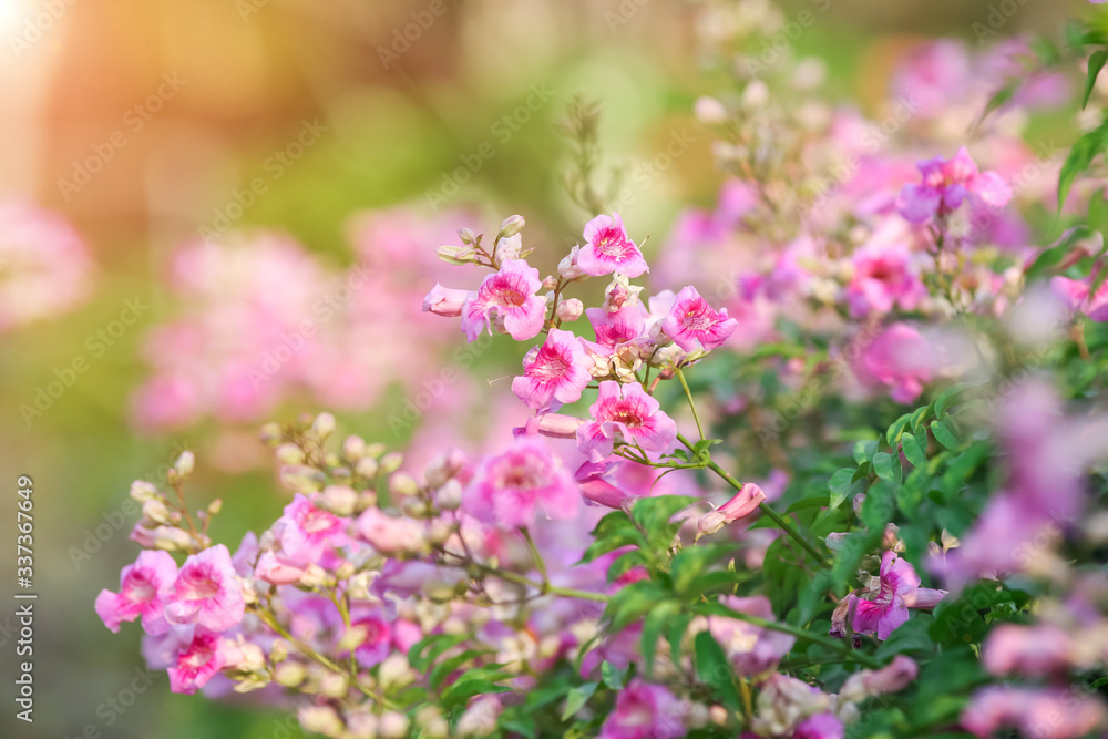 Pink flower natural color background