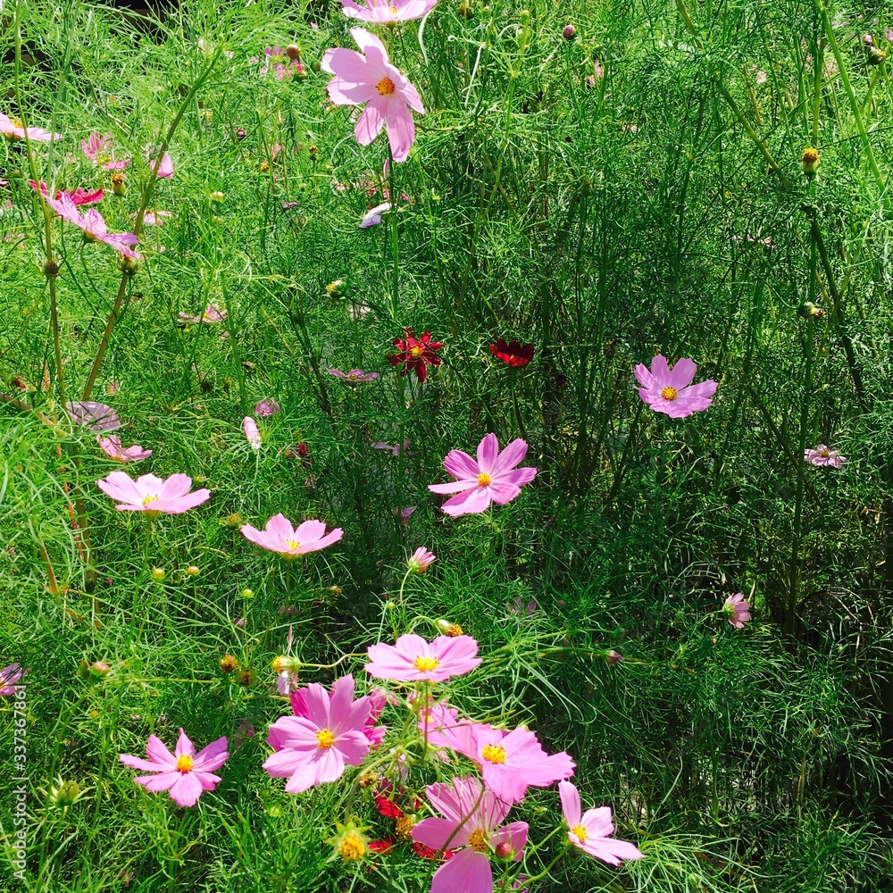 Fototapeta premium COSMOS