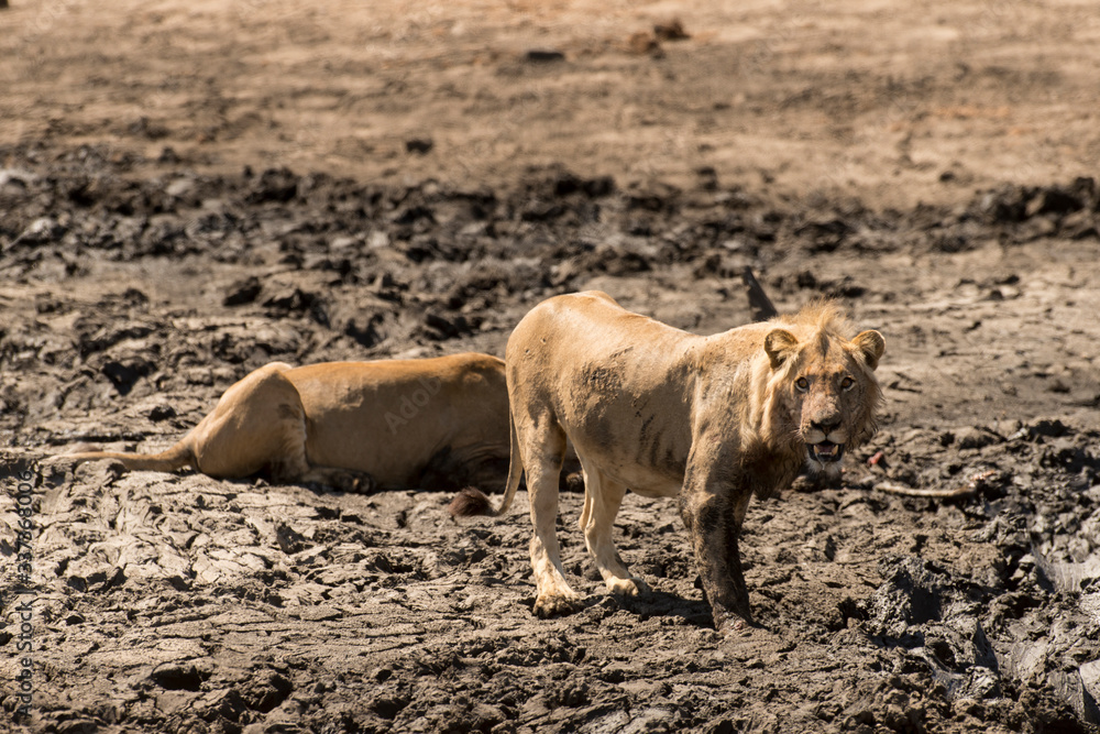 Naklejka premium lion, femelle, lionne, male, Panthera leo, Afrique