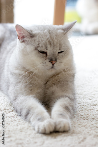 Peaceful  tabby cat kitten curled up sleeping © ducksmallfoto