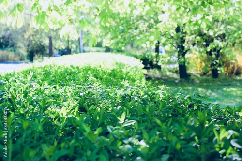 Fototapeta Naklejka Na Ścianę i Meble -  green grass in the park