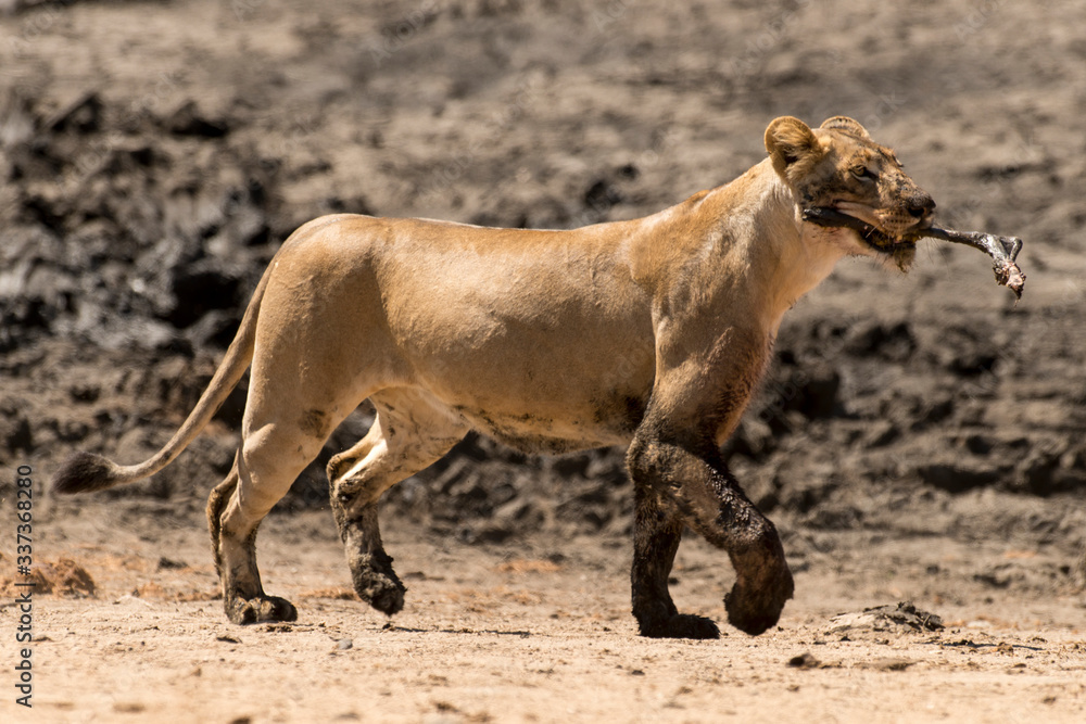 lion, femelle, lionne, Panthera leo, Afrique lion, femelle, lionne, Panthera leo, Afrique