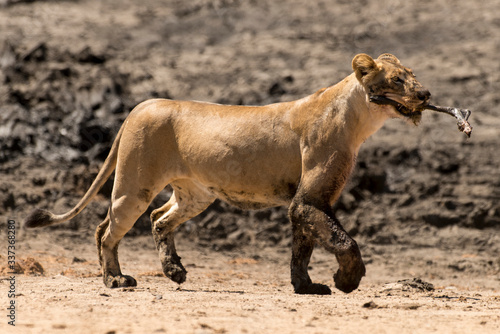 lion  femelle  lionne  Panthera leo  Afrique