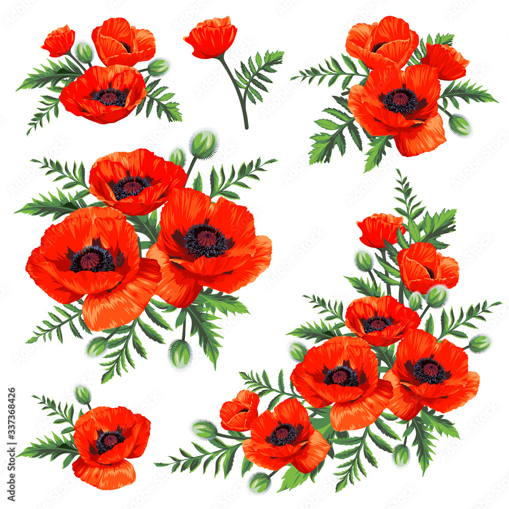 Obraz premium Set of bouquets with Common Poppy (Papaver rhoeas) flowers isolated on white background. Spring illustration.