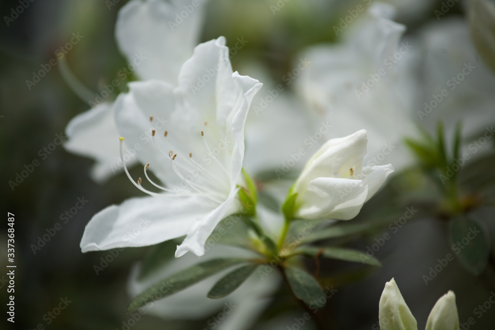 White Azalea Blooms Photographed Close Up in the Springtime White Azalea Blooms Photographed Close Up in the Springtime