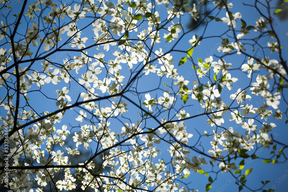 White Dogwood Bloom and a Blue Sky Photographed Looking Up White Dogwood Bloom and a Blue Sky Photographed Looking Up