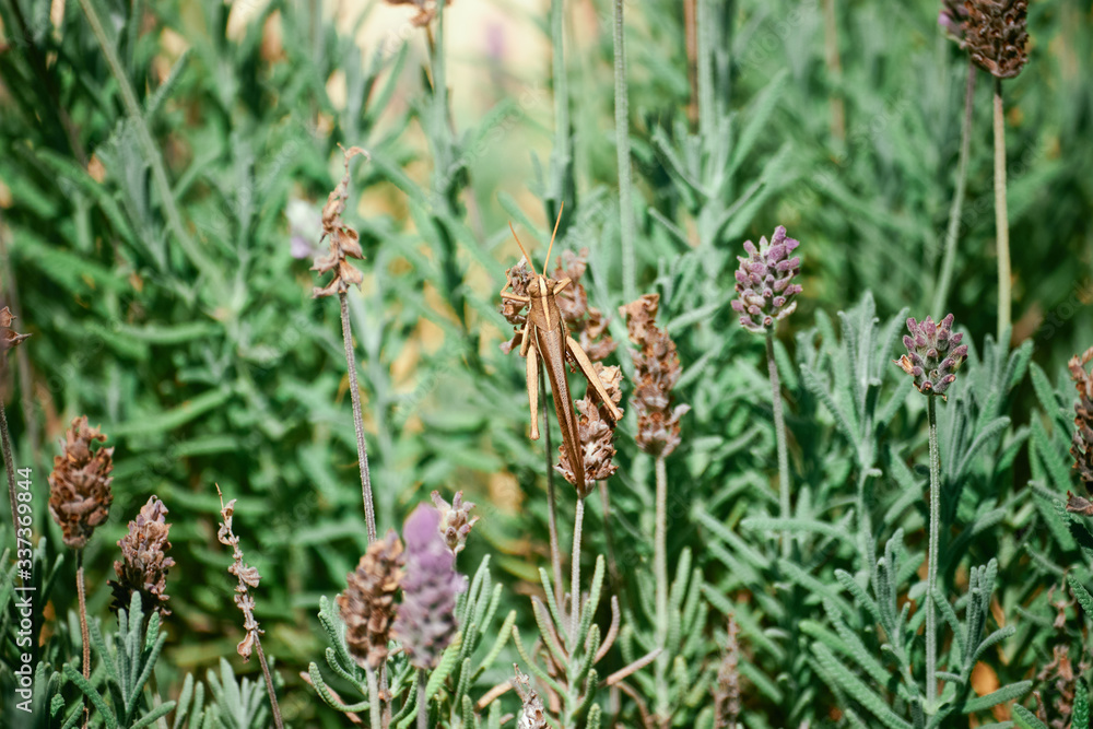 Grasshopper on Lavander flower in Green Garden In Brazil. Grasshopper on Lavander flower in Green Garden In Brazil.