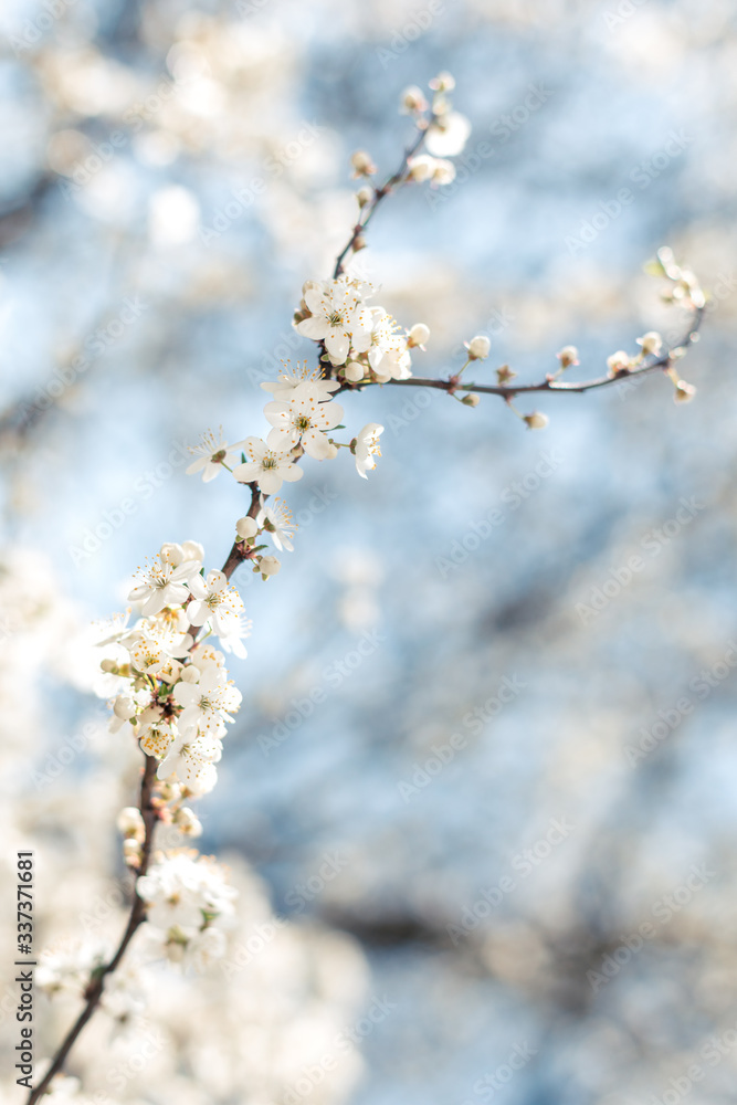 Branch of a blossoming tree on a garden background. Branch of a blossoming tree on a garden background.