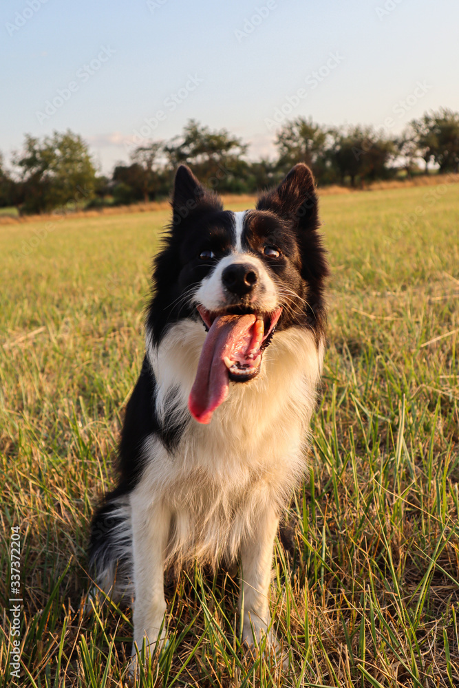 Border Collie on a field during golden hour with her tongue out