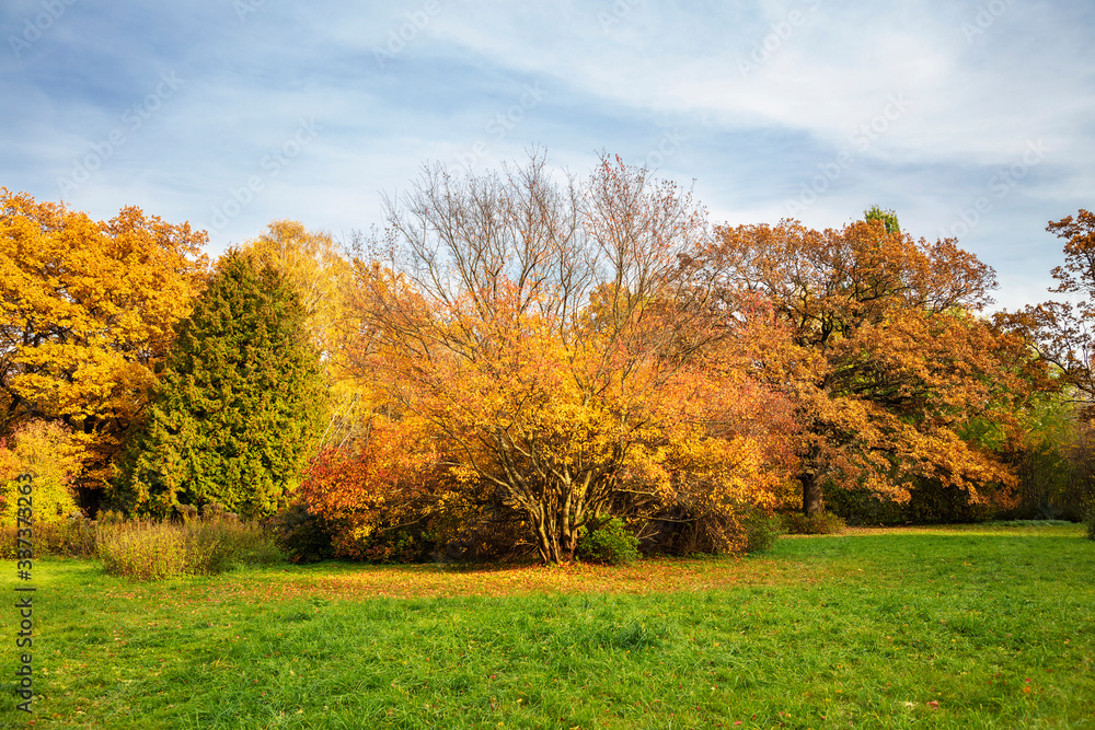 Fototapeta premium Autumn landscape. Golden trees shine on bright green grass against a blue sky .