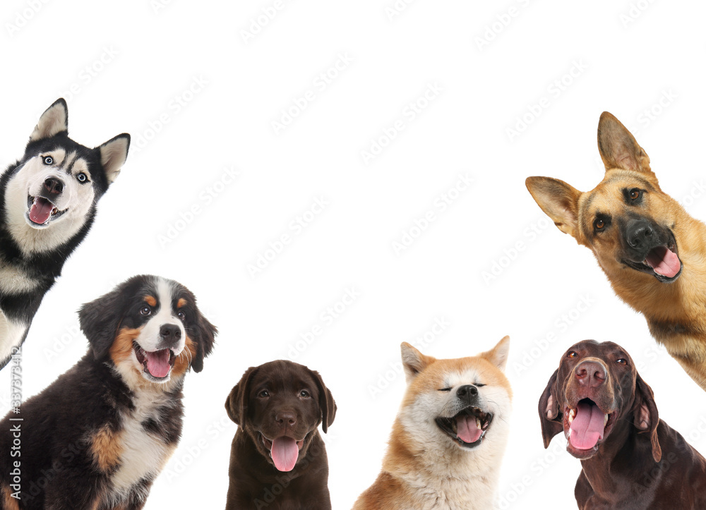Φωτογραφία Set with different cute dogs on white background. Adorable pets