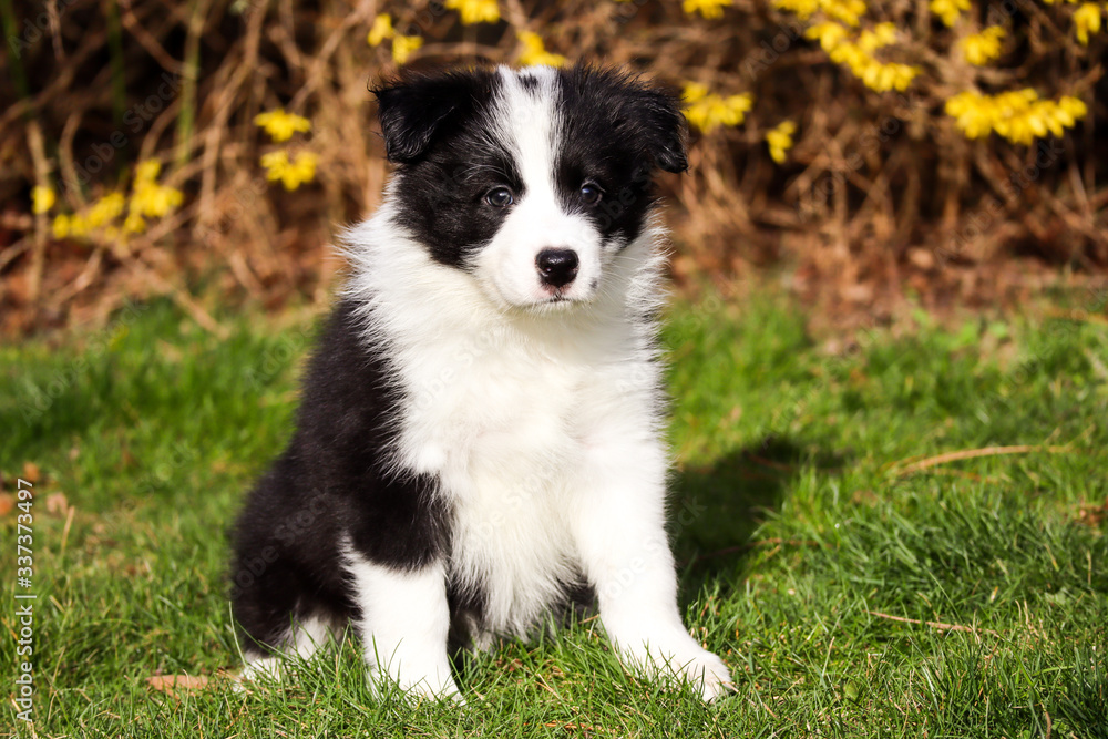 cute black and white border collie puppy waiting for a toy in spring