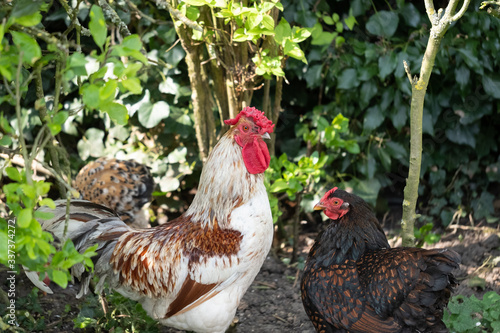 Pair of free range chickens, a cockerel and hen seen posing for the camera. Seen in a rural setting, the birds are kept free range for there tasty eggs.