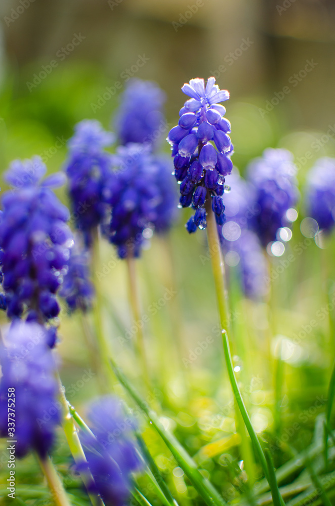 Little spring blue Muscari flowers bloom outdoors Little spring blue Muscari flowers bloom outdoors